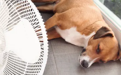 Niebezpieczna temperatura dla psa: kiedy grozi mu niebezpieczeństwo