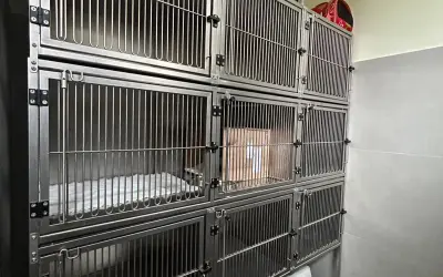 Klatki weterynaryjne – jak wybrać odpowiednią konfigurację dla swojej lecznicy?