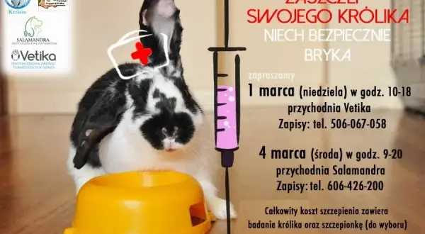 Ile kosztuje wizyta u weterynarza z królikiem? Sprawdź ceny i oszczędzaj