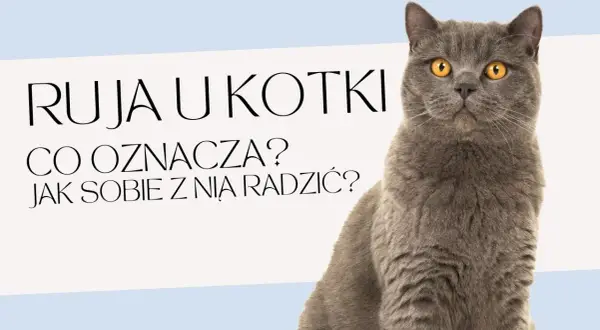 Ile kotka ma ruje? Poznaj częstotliwość rui i jej objawy