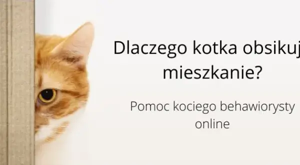 Dlaczego kotka obsikuje mieszkanie? Oto najczęstsze przyczyny