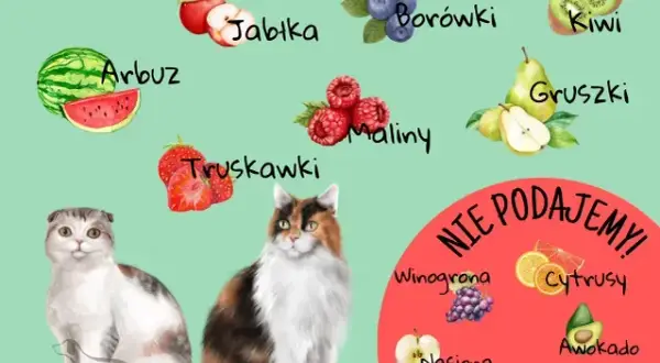 Czy koty mogą jeść maliny? Bezpieczne owoce czy zagrożenie dla zdrowia?