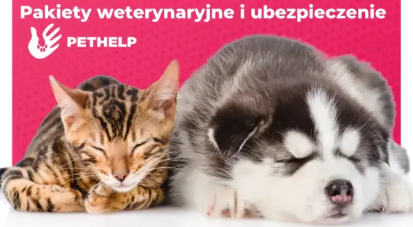 Kiedy z kotem do weterynarza? Kluczowe informacje dla właścicieli
