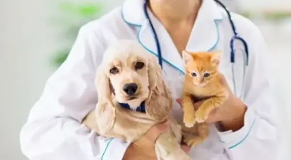 Czy weterynarz to doktor? Odkryj różnice w tytułach i kwalifikacjach