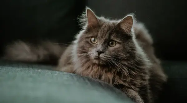 Szary, puszysty kot leży na kanapie, patrząc w obiektyw.
