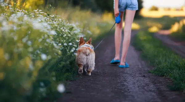Ile powinien trwać spacer z psem, aby uniknąć problemów zdrowotnych?