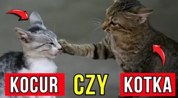 Jak rozpoznać kotkę: kluczowe różnice między kotką a kocurem
