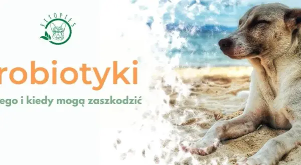 Czy można podać psu probiotyk dla ludzi? Sprawdź, co może zaszkodzić