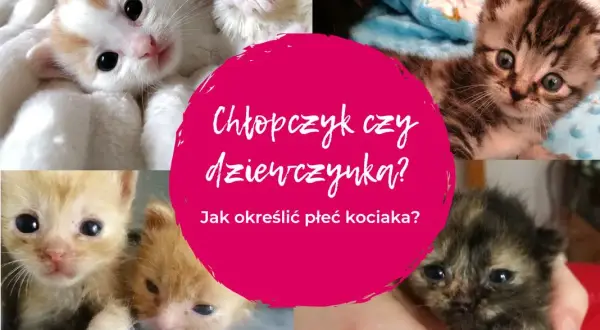 Jak sprawdzić płeć kotka i uniknąć błędów w identyfikacji