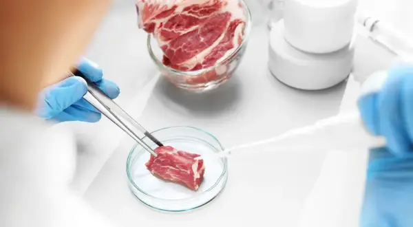 Ile kosztuje badanie mięsa u weterynarza? Sprawdź ceny i opcje testów