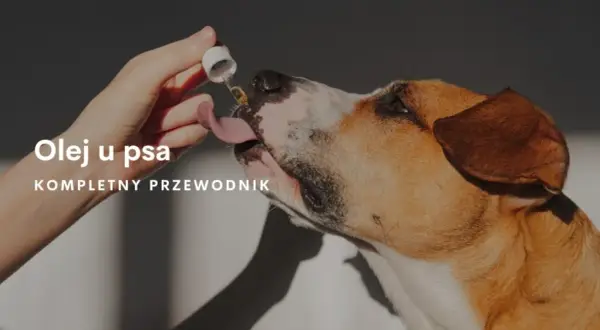 Olej z łososia dla psa od jakiego wieku - uniknij błędów w diecie
