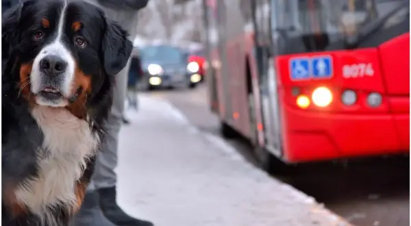 Jaki bilet dla psa w autobusie? Sprawdź zasady i ceny w miastach