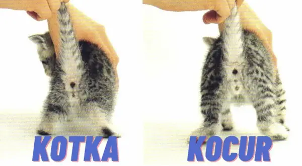 Jak rozpoznać płeć kota? Narządy płciowe i ich różnice między kotami