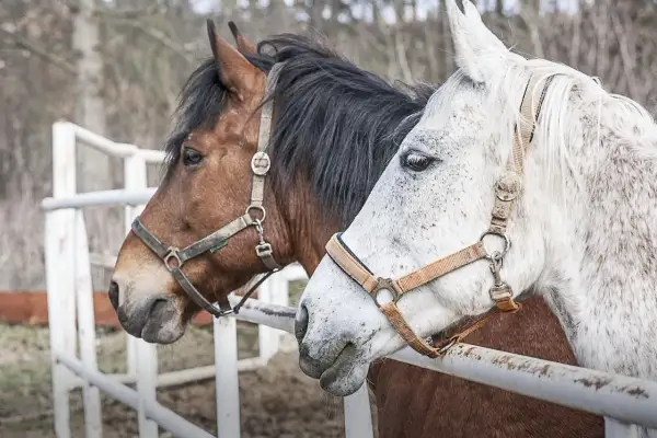 Ile kosztuje weterynarz dla konia? Zaskakujące wydatki na opiekę